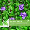 Giantex 4PCS Expandable Fence with Leaves, 6.5ft Privacy Screen Decorative Faux Ivy Fencing Panel for Balcony Patio Deck Backdrop, Outdoor Artificial Hedge Screen (4, Green Leaves & White Flowers)(Green Leaves & Purple Flowers)