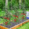 Giantex 3-Pack Tomato Cages, 60”Hx20” PE-Coated Metal Plant Cages & Supports w/Adjustable Height, 2-in-1 Round Trellis for Climbing Flower Vegetable Fruit, Potted Plant(20”Dia x 60”H (Pack of 3))