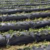 Giantex 6×330 FT Weed Barrier Landscape Fabric, 4.6OZ/Sq. Yd Heavy-Duty Permeable Woven PP Ground Cover, Weed Blocker Gardening Mat, Garden Weed Control Fabric for Yard Flower Bed Farm(6.5FTx330FT-3.2OZ/Sq. Yd)