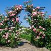 Giantex Garden Arch Trellis, Wedding Arbor for Ceremony Party, 79”W x 81”H, Metal Garden Arbor for Climbing Plants Rose, Outdoor Archway Pergola for Lawn Pathway Patio Backyard Decoration