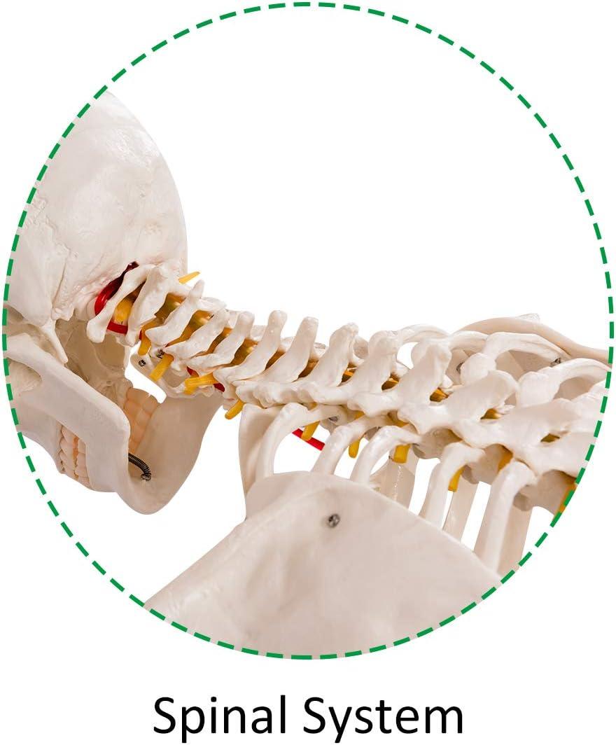 image:imageGiantex Life Size 708 Human Anatomical Anatomy Skeleton Medical Model Stand