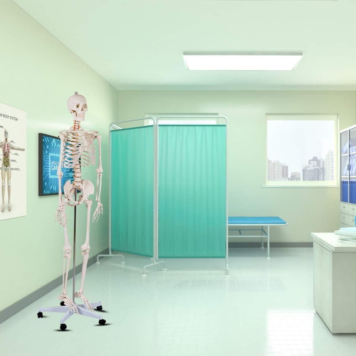 image:imageGiantex Life Size 708 Human Anatomical Anatomy Skeleton Medical Model Stand