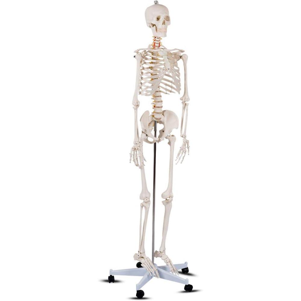 image:imageGiantex Life Size 708 Human Anatomical Anatomy Skeleton Medical Model Stand