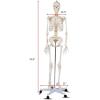 Giantex Life Size 70.8″ Human Anatomical Anatomy Skeleton Medical Model + Stand