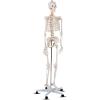 Giantex Life Size 70.8″ Human Anatomical Anatomy Skeleton Medical Model + Stand