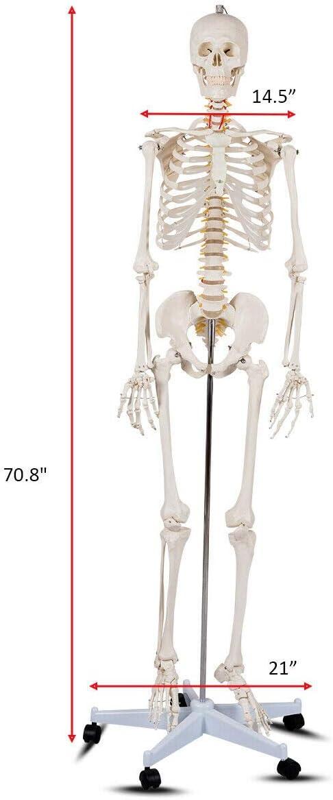 image:imageGiantex 708 Life Size Skeleton Model with Roller Stand 2 Casters with Brake Removable Parts Anatomical Poster and Dust Cover Human Skeleton Model for Anatomy