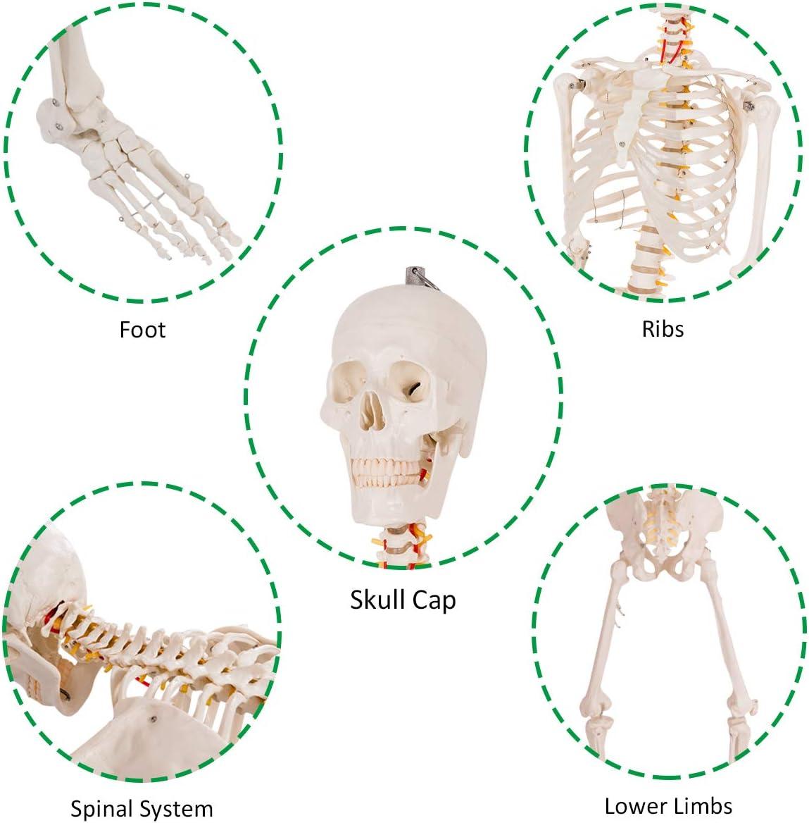 image:imageGiantex 708 Life Size Skeleton Model with Roller Stand 2 Casters with Brake Removable Parts Anatomical Poster and Dust Cover Human Skeleton Model for Anatomy