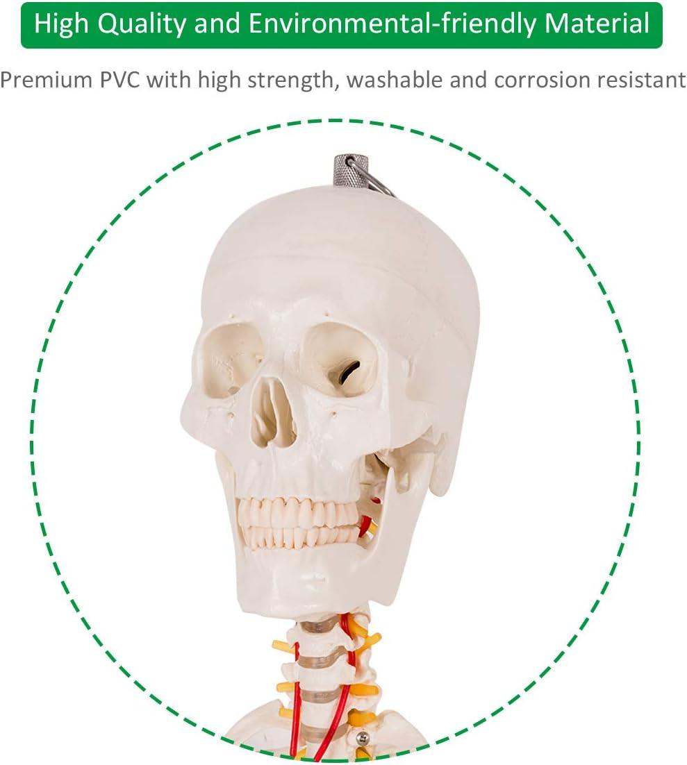 image:imageGiantex 708 Life Size Skeleton Model with Roller Stand 2 Casters with Brake Removable Parts Anatomical Poster and Dust Cover Human Skeleton Model for Anatomy