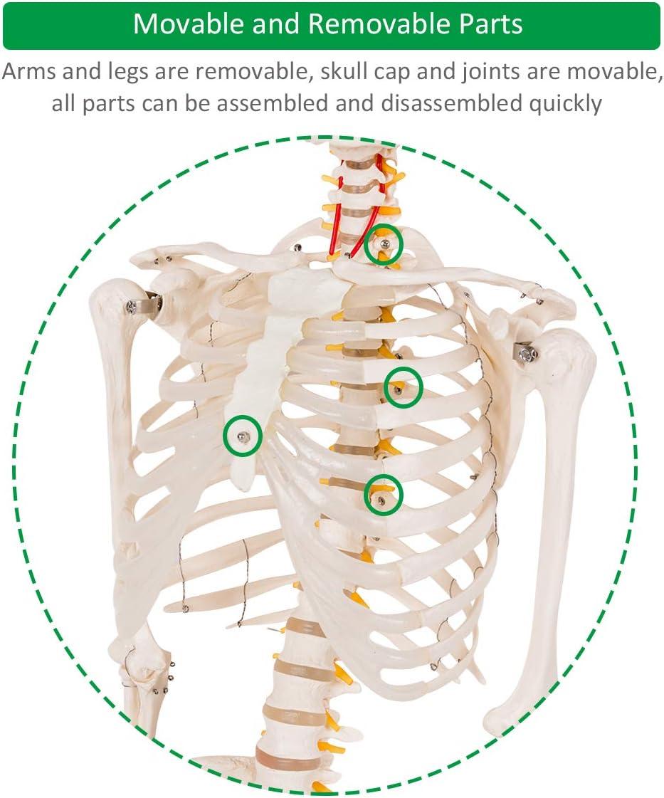 image:imageGiantex 708 Life Size Skeleton Model with Roller Stand 2 Casters with Brake Removable Parts Anatomical Poster and Dust Cover Human Skeleton Model for Anatomy