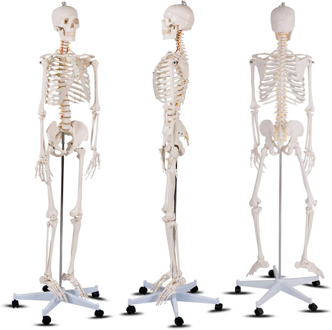 image:imageGiantex 708 Life Size Skeleton Model with Roller Stand 2 Casters with Brake Removable Parts Anatomical Poster and Dust Cover Human Skeleton Model for Anatomy