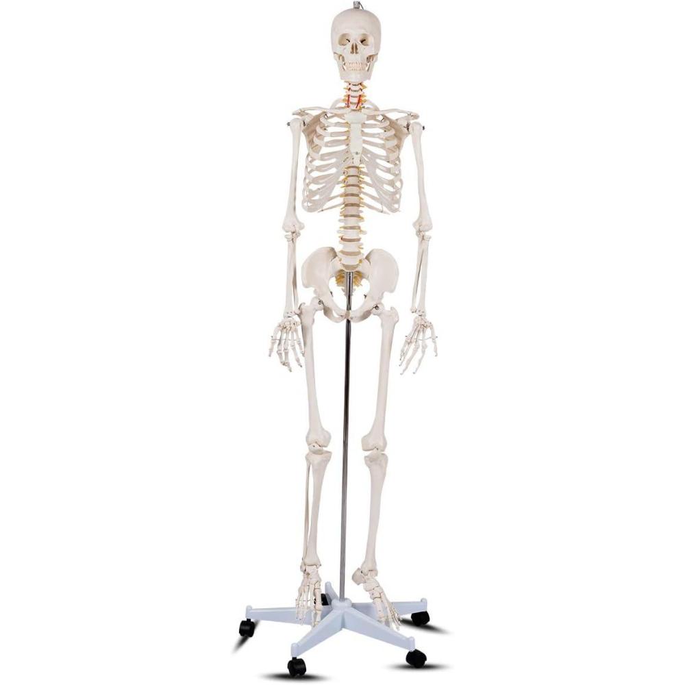 image:imageGiantex 708 Life Size Skeleton Model with Roller Stand 2 Casters with Brake Removable Parts Anatomical Poster and Dust Cover Human Skeleton Model for Anatomy
