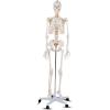 Giantex 70.8″ Life Size Skeleton Model, with Roller Stand, 2 Casters with Brake, Removable Parts, Anatomical Poster and Dust Cover, Human Skeleton Model for Anatomy