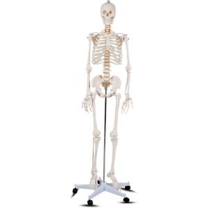 Giantex 70.8″ Life Size Skeleton Model, with Roller Stand, 2 Casters with Brake, Removable Parts, Anatomical Poster and Dust Cover, Human Skeleton Model for Anatomy