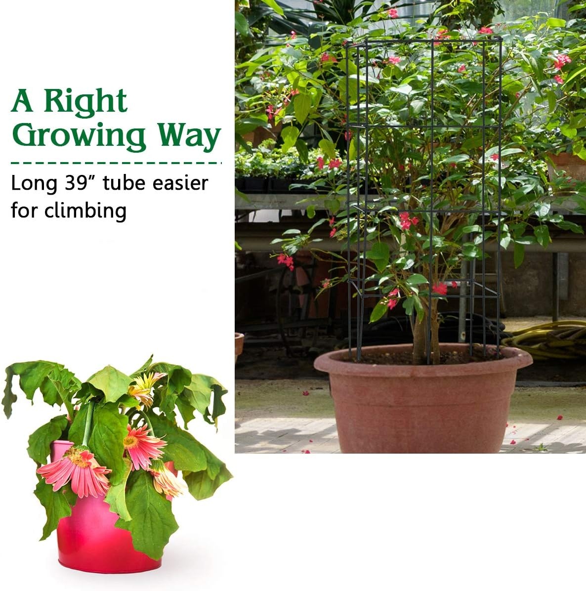 image:imageGiantex 8 Pack Folding Tomato Cages 39 Square Plant Support Cage Metal Tomato Trellis for Garden Pots Climbing Plants Vegetables Flowers Fruits2